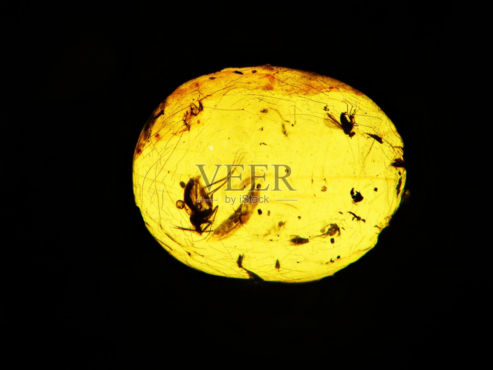 琥珀矿物化石与昆虫照片摄影图片