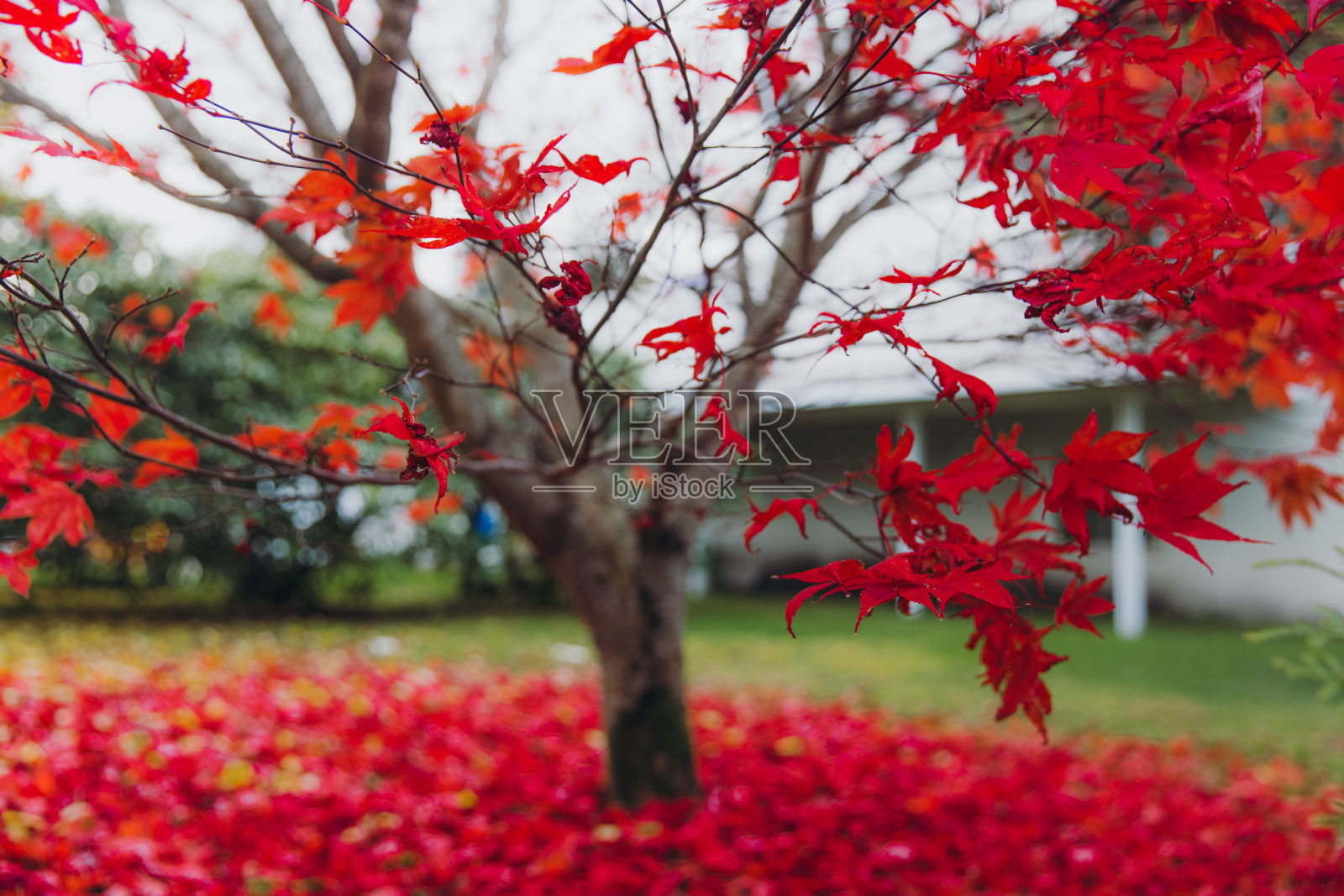 秋天的鲜红照片摄影图片
