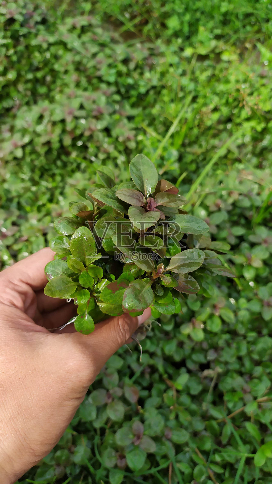 水生观赏植物照片摄影图片