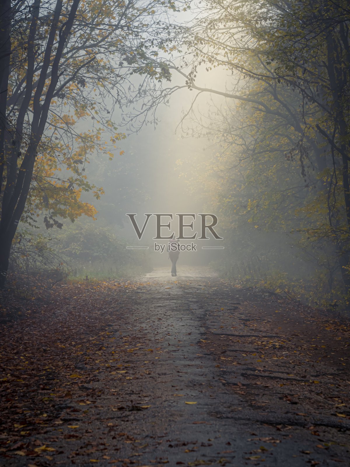 一个女人独自在雾气斑斓的秋天森林里徒步旅行照片摄影图片