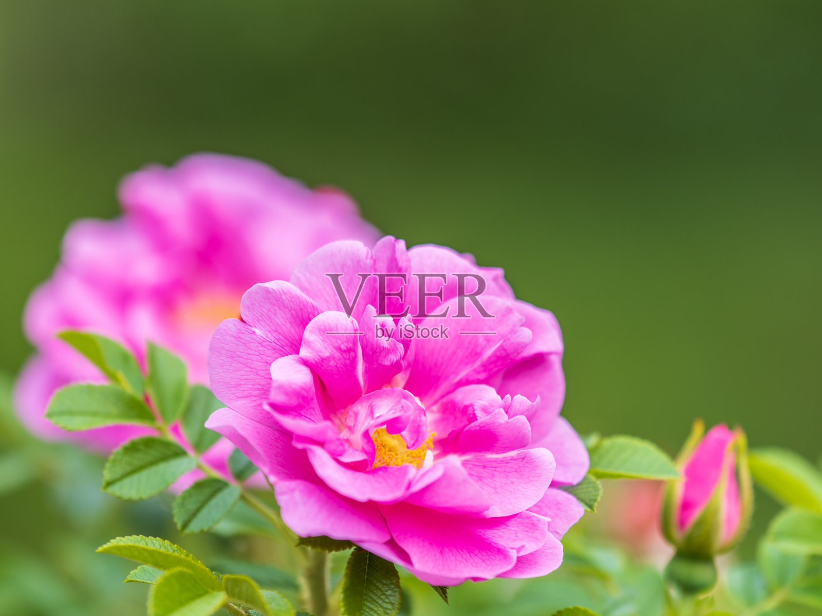 盛开的玫瑰果花，美丽的粉红色花在灌木的树枝上。美丽的自然背景盛开的绿色植物。照片摄影图片