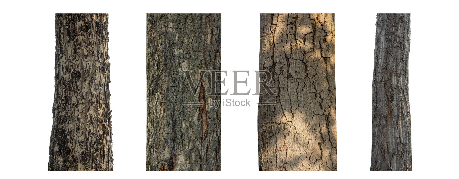 孤立的树干收集在白色背景。照片摄影图片