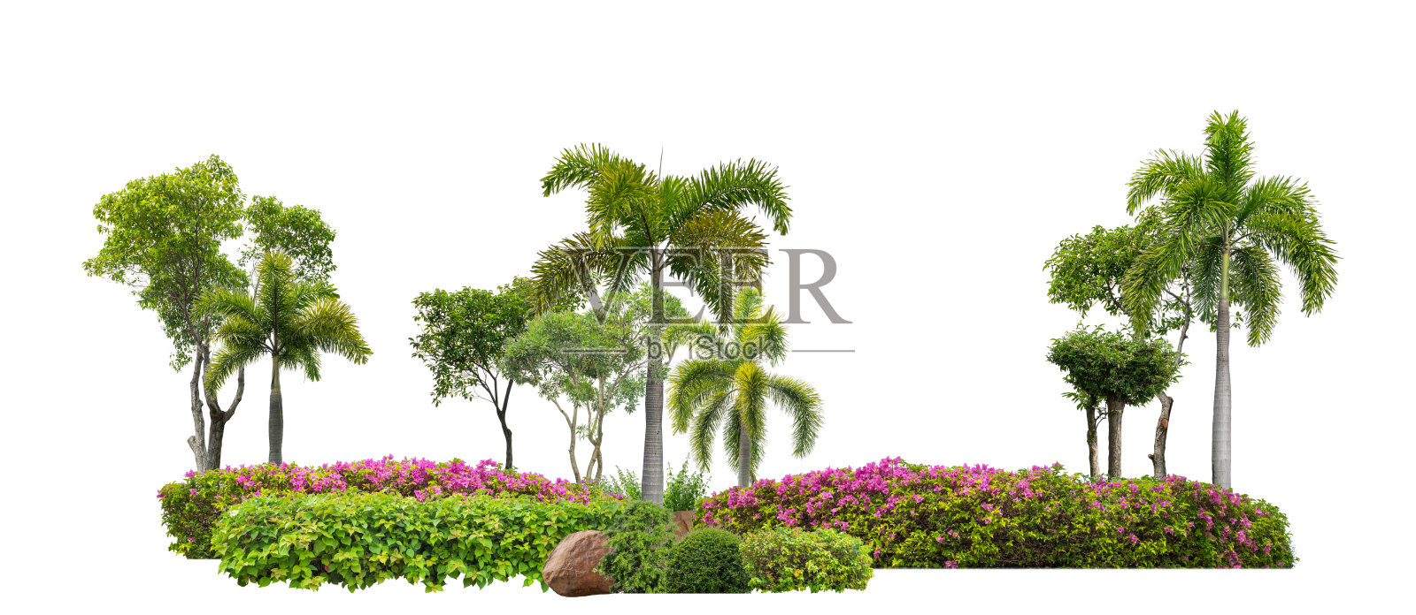 五颜六色的灌木，观赏植物，花园或公园。孤立在白色背景上。照片摄影图片