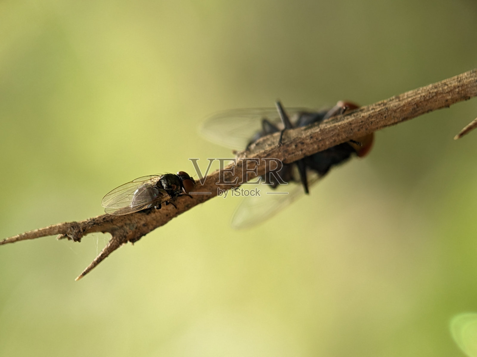 2在小树枝上飞照片摄影图片