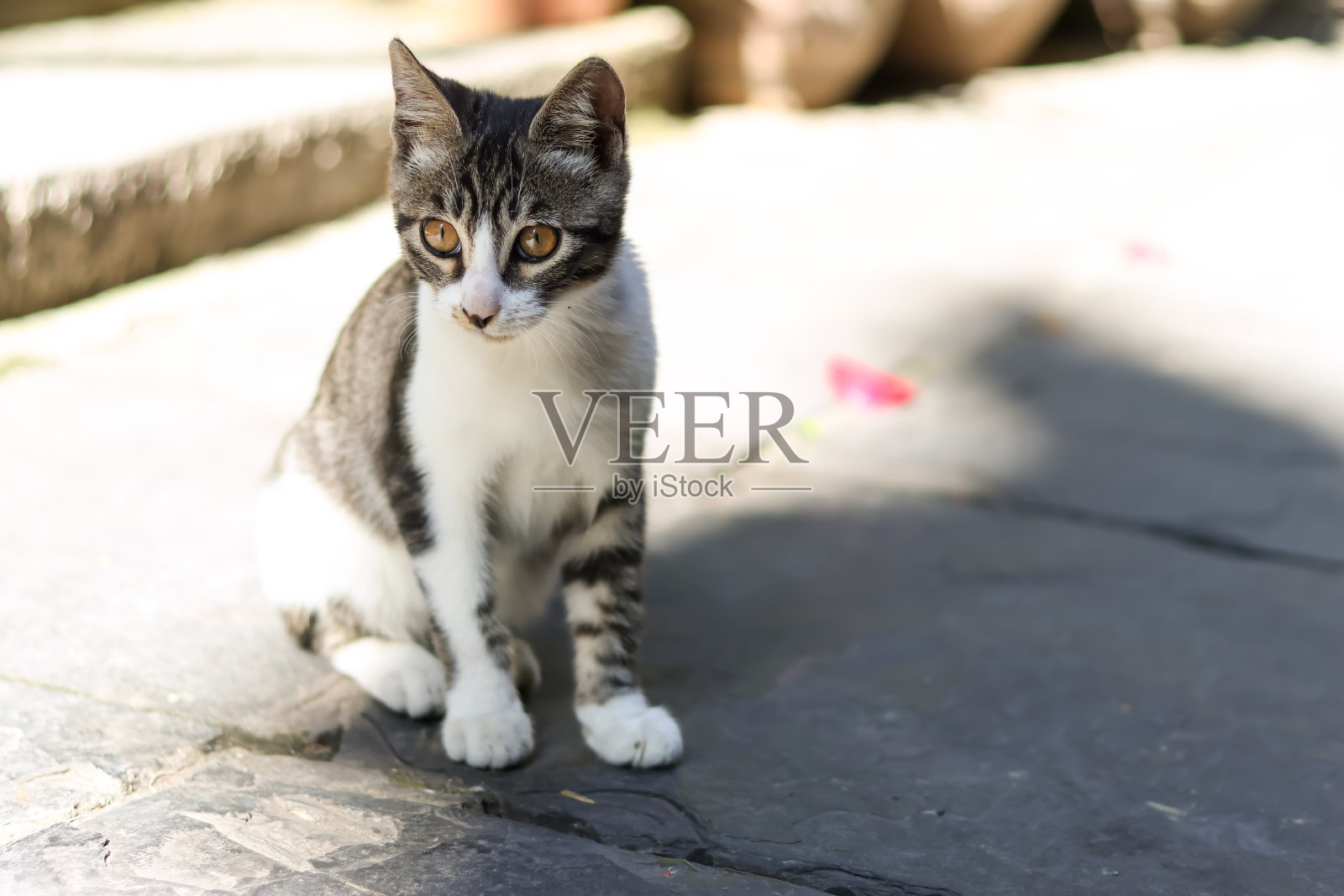 路边一只可爱的小猫照片摄影图片