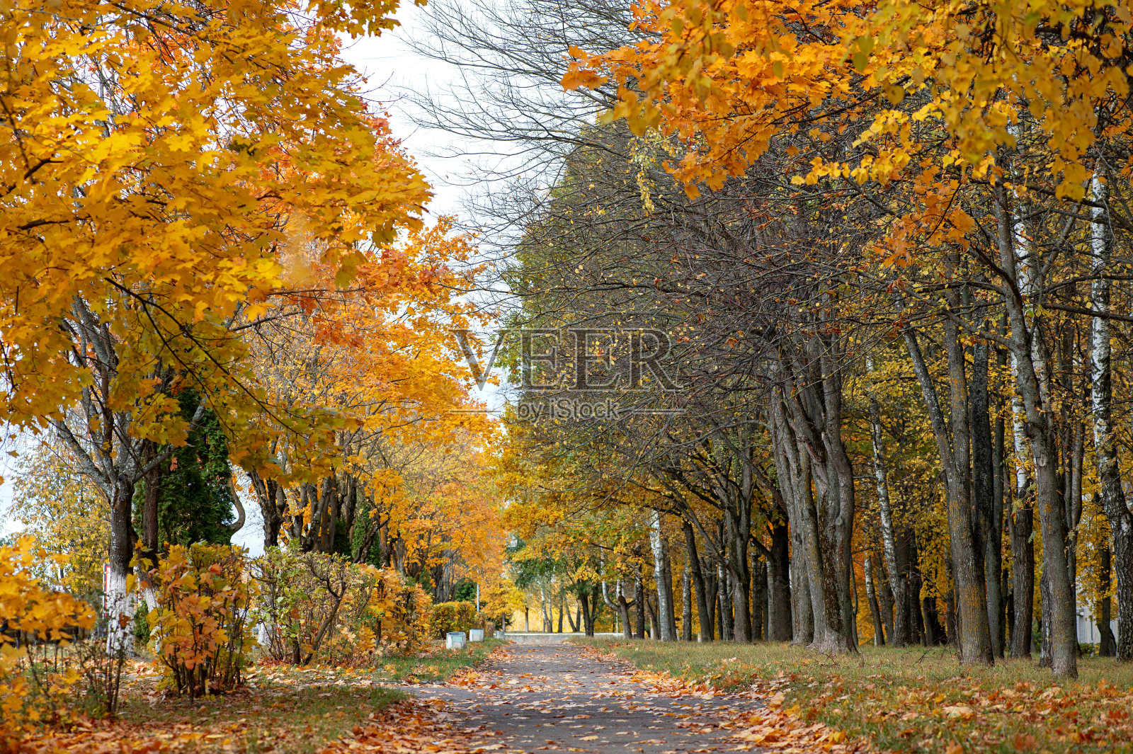 城市小巷的秋景。小路在美丽的秋树的映衬下照片摄影图片