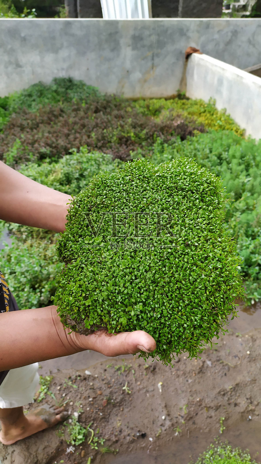 水生地毯植物照片摄影图片