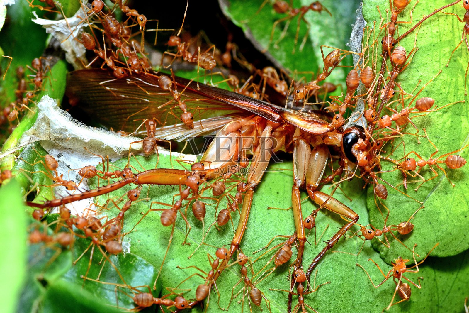 蚂蚁把蟑螂拖到巢里——动物行为。照片摄影图片