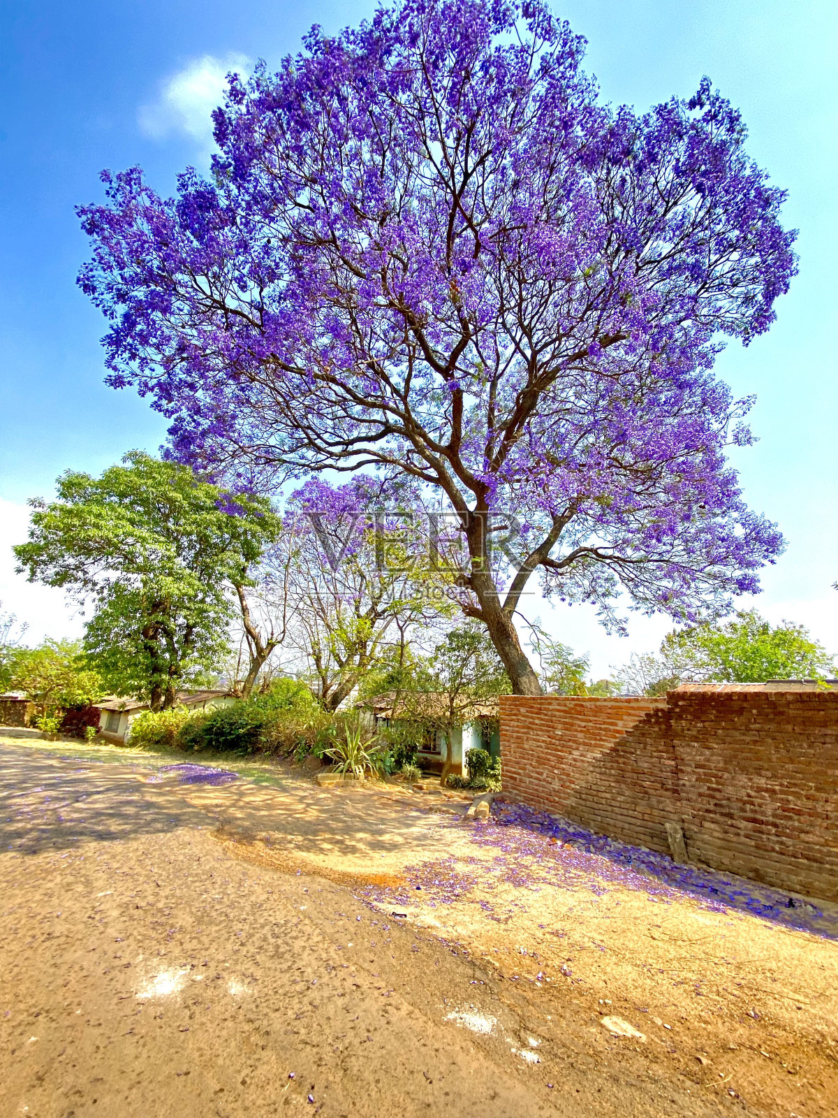 紫色的树照片摄影图片