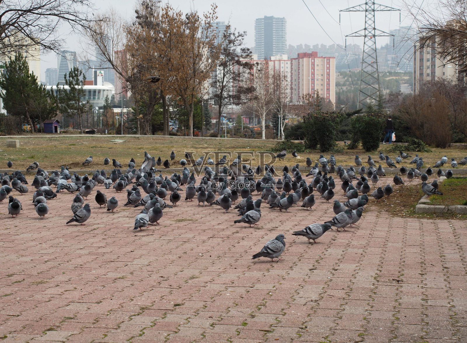 一群鸟在公园里吃东西照片摄影图片