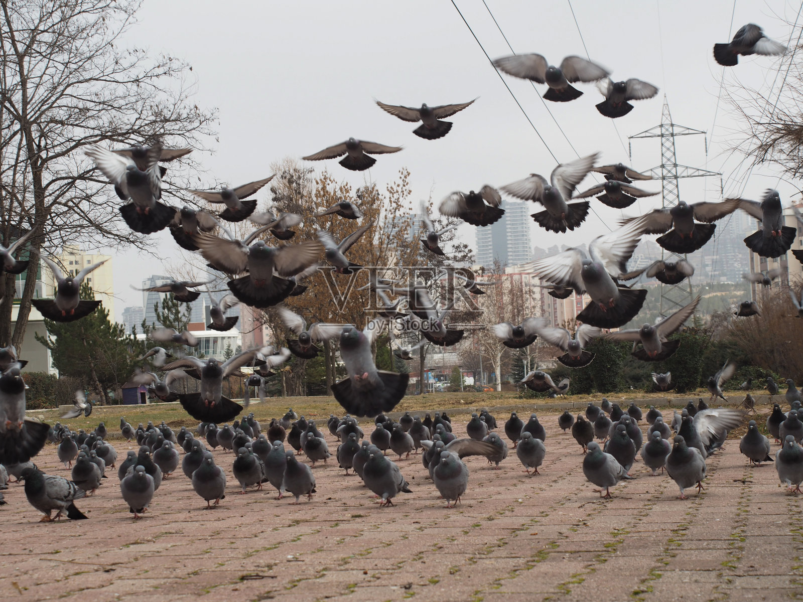 一群鸟在公园里吃东西照片摄影图片