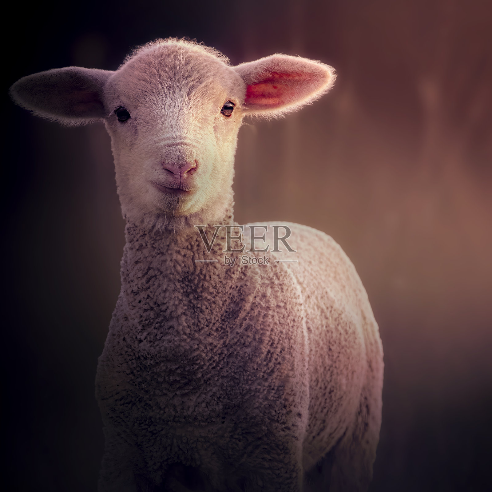 围场里的美利奴羊照片摄影图片