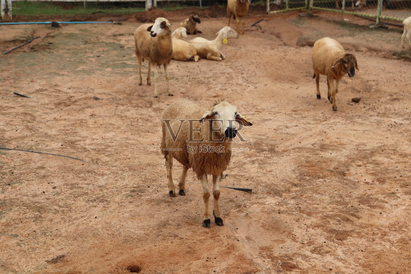 羊照片摄影图片