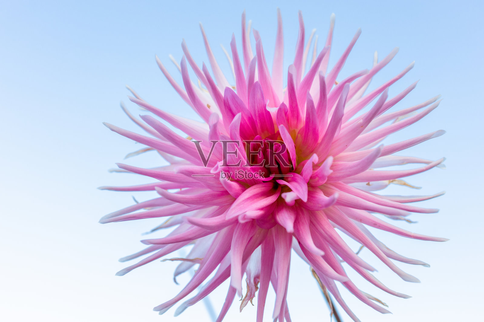 大丽花特写照片摄影图片