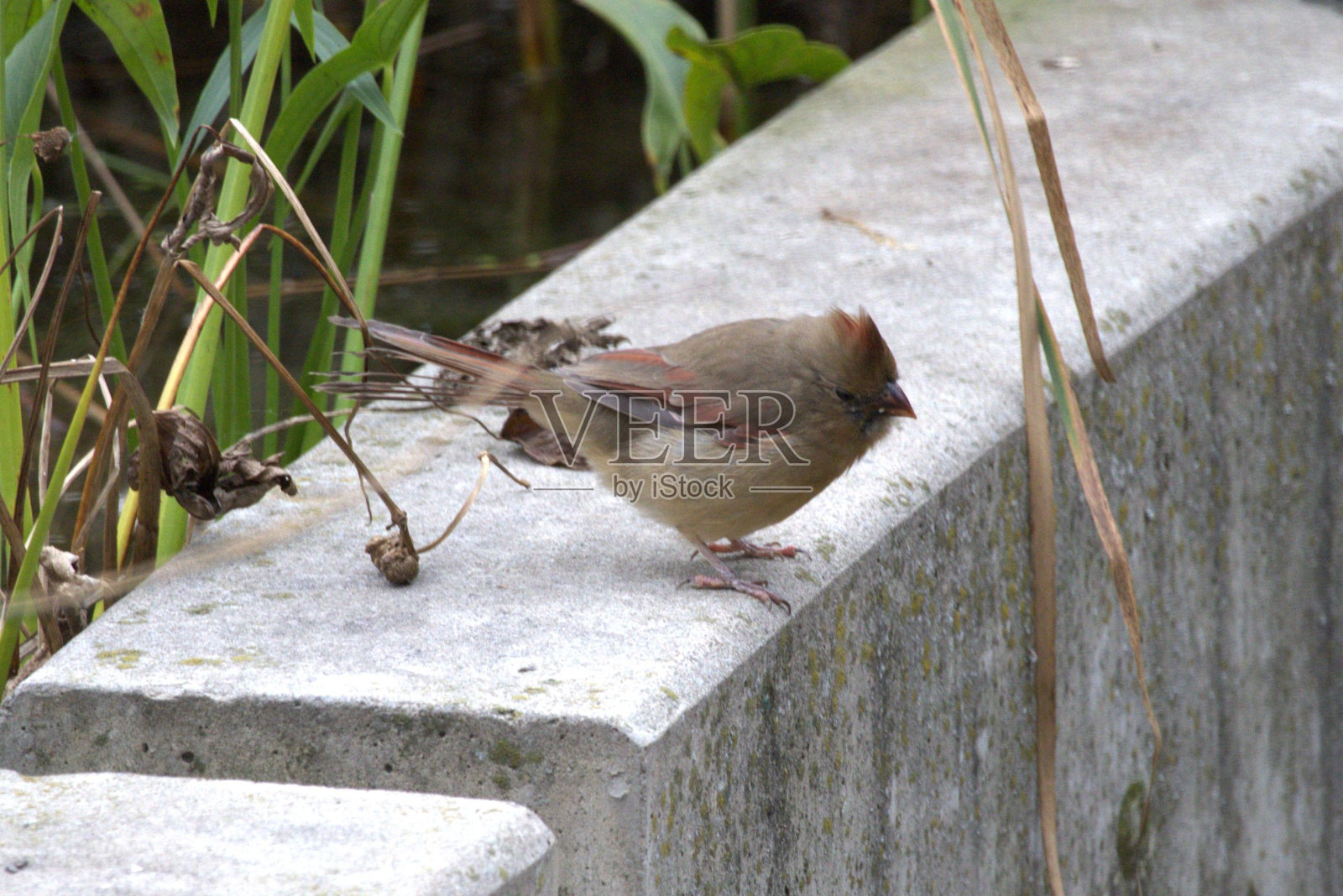 图为一只雌性红衣主教栖息在安大略省多伦多伍德拜公园的窗台上照片摄影图片