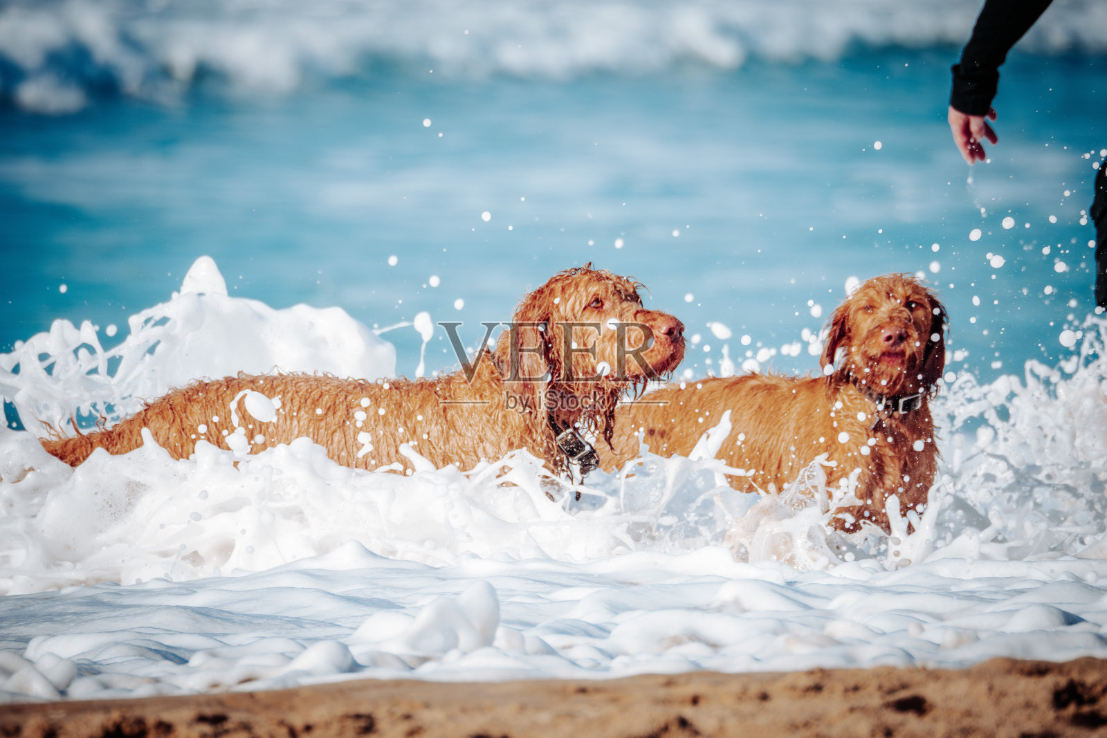 海滩上的狗照片摄影图片