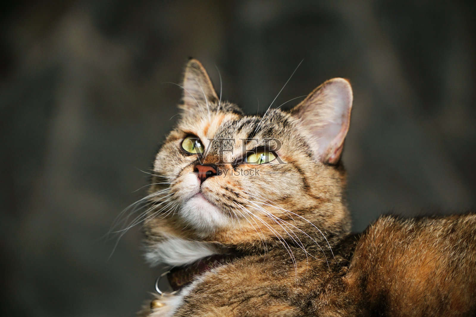 玳瑁猫或乌龟猫盯着什么东西照片摄影图片