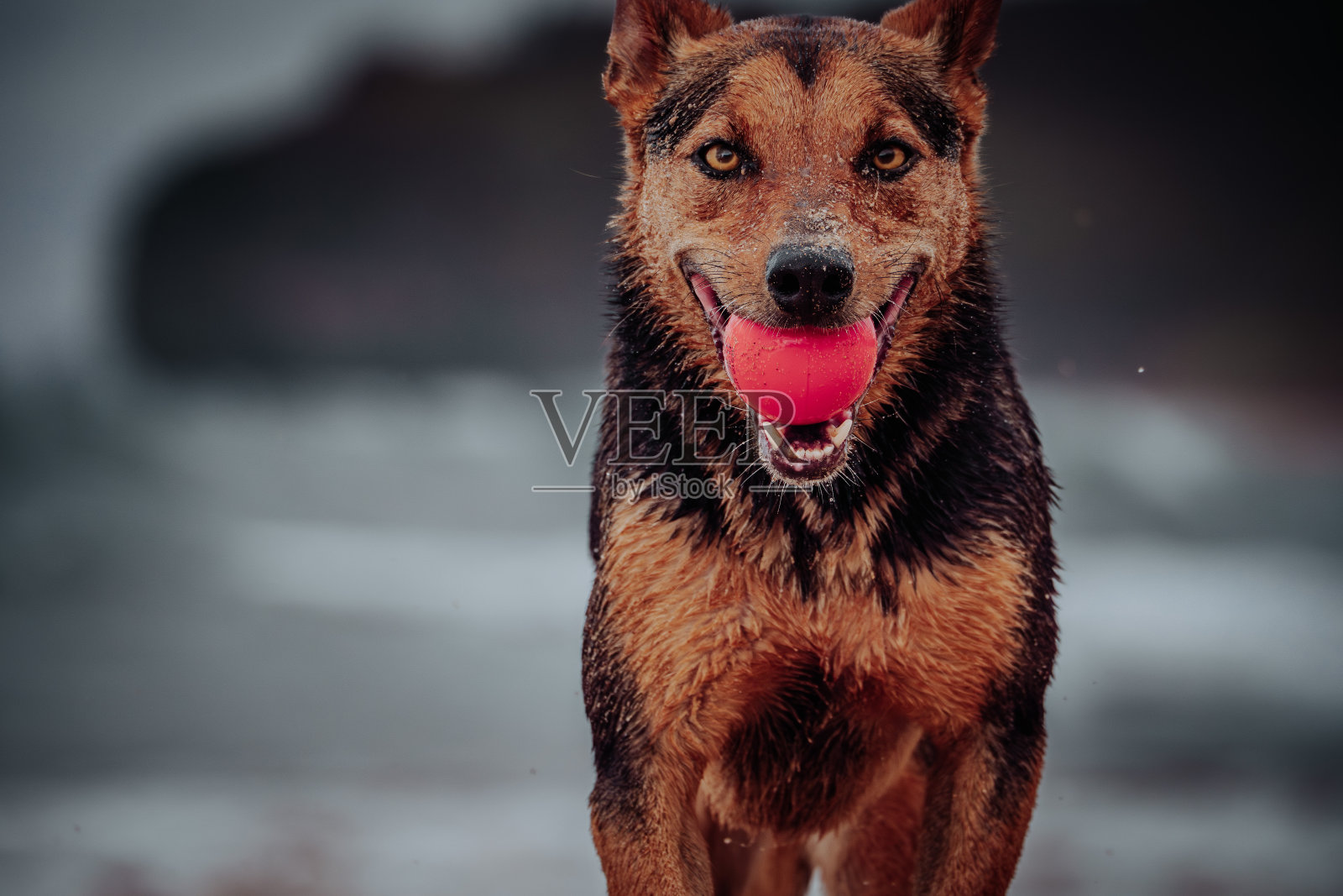 海滩上的狗照片摄影图片