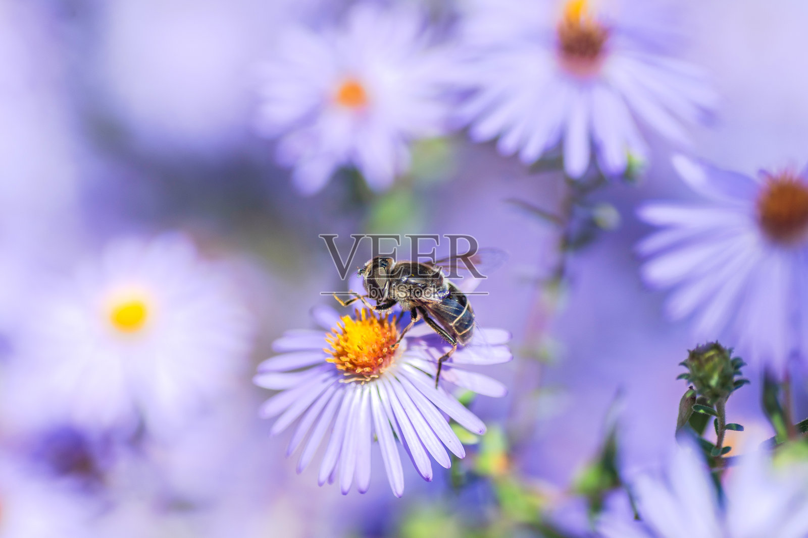 德克萨斯州奥斯汀，秋天盛开得更快照片摄影图片