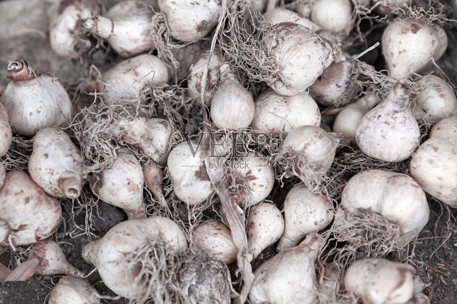 蒜头堆成一堆照片摄影图片