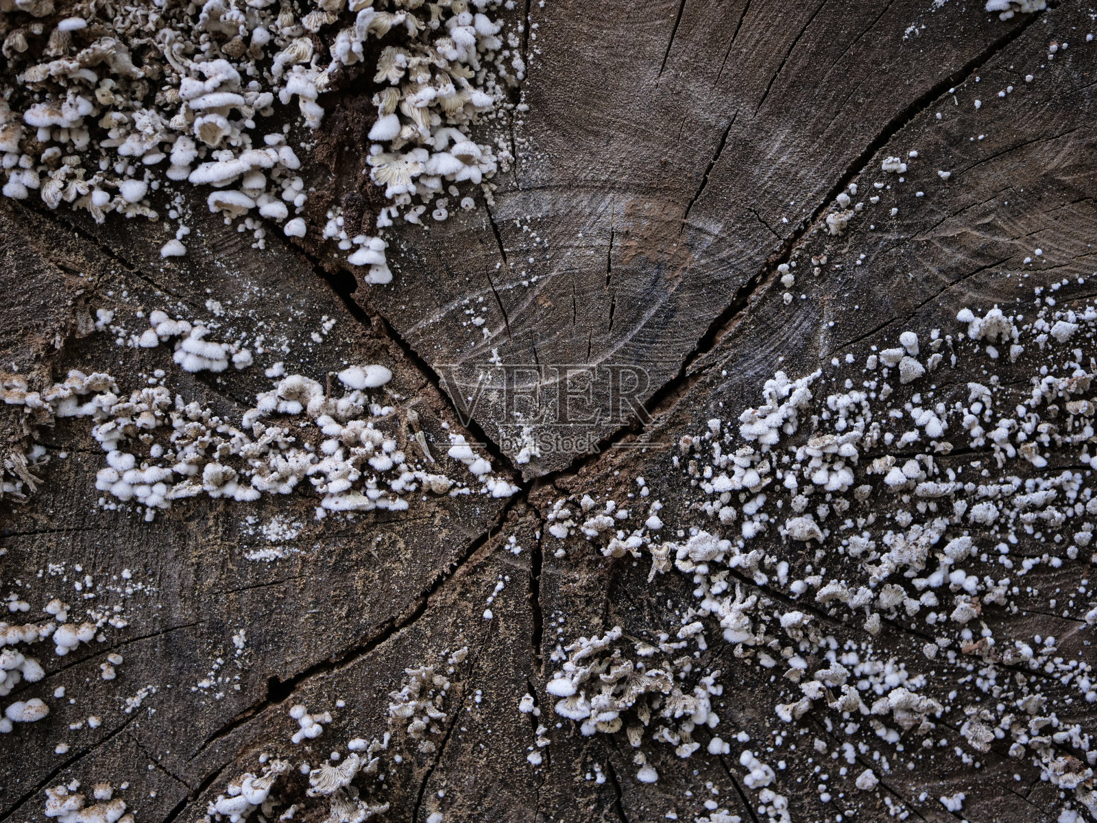 木材真菌照片摄影图片