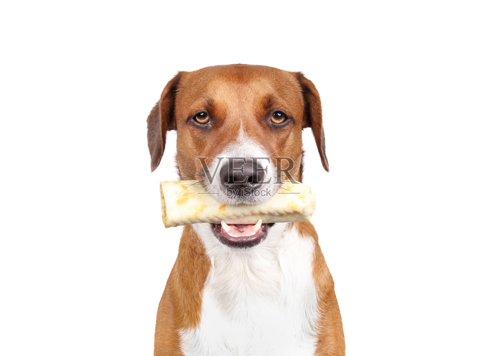 可爱的狗狗带着毫无掩饰的咀嚼棒看着镜头。照片摄影图片