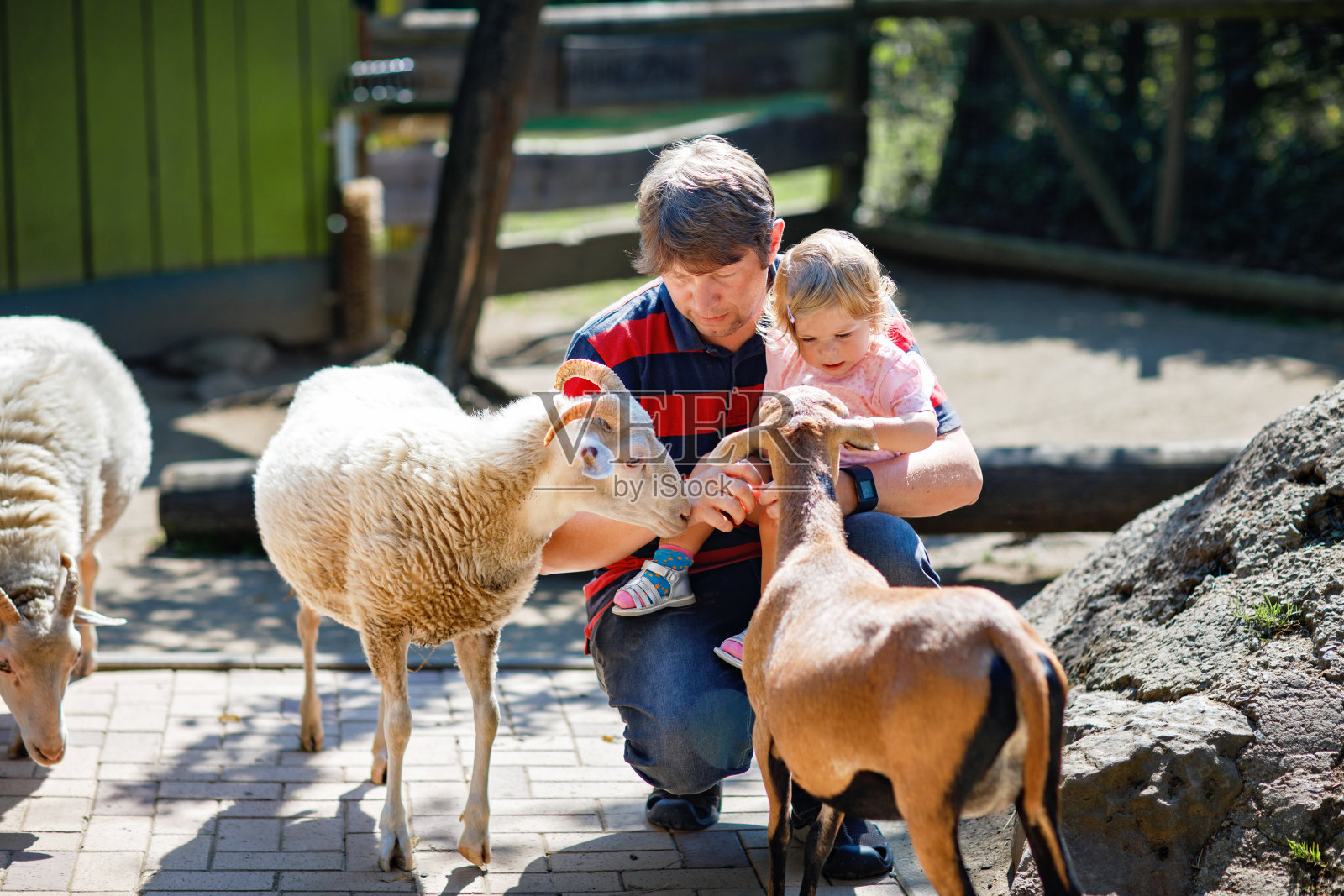 可爱可爱的小女孩和年轻的父亲在儿童农场喂小山羊和绵羊。可爱的宝宝在动物园里抚摸动物。男人和女儿一起在家庭周末度假。照片摄影图片