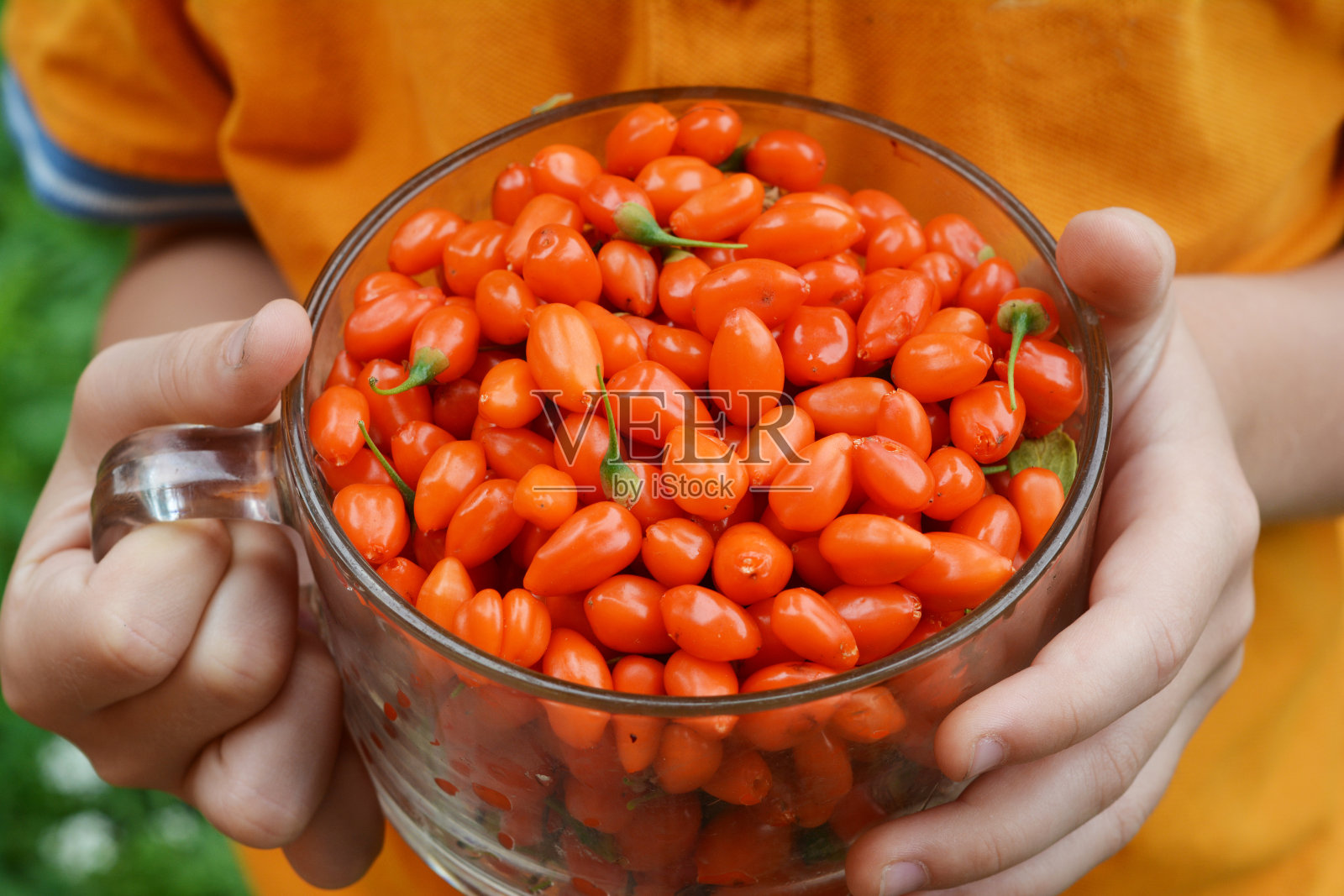 一个男孩正拿着一个装有成熟的橙色枸杞的杯子。枸杞超级食物:营养，好处，和副作用的概念照片。照片摄影图片