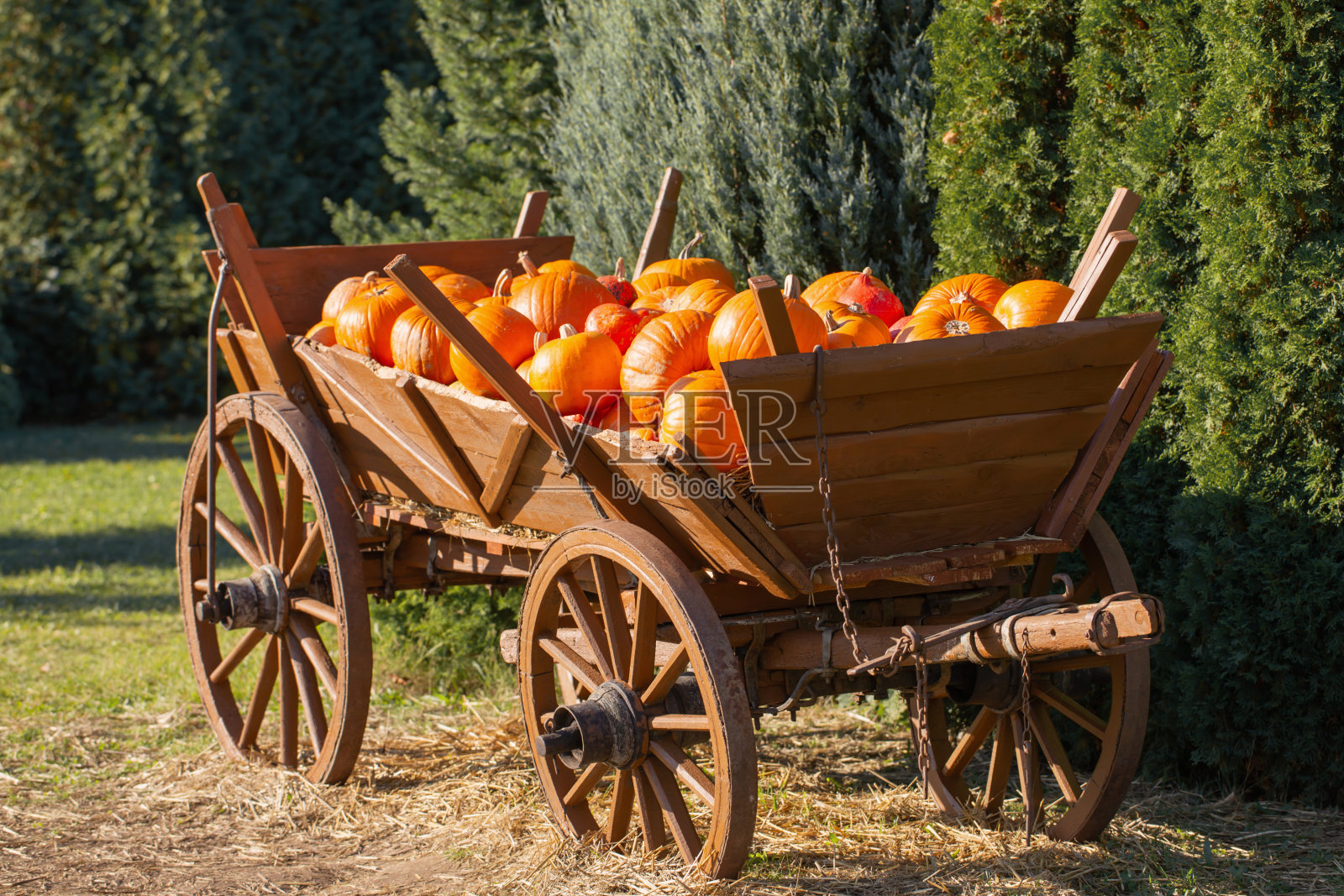 阳光明媚的秋日农场手推车里的橙色南瓜照片摄影图片