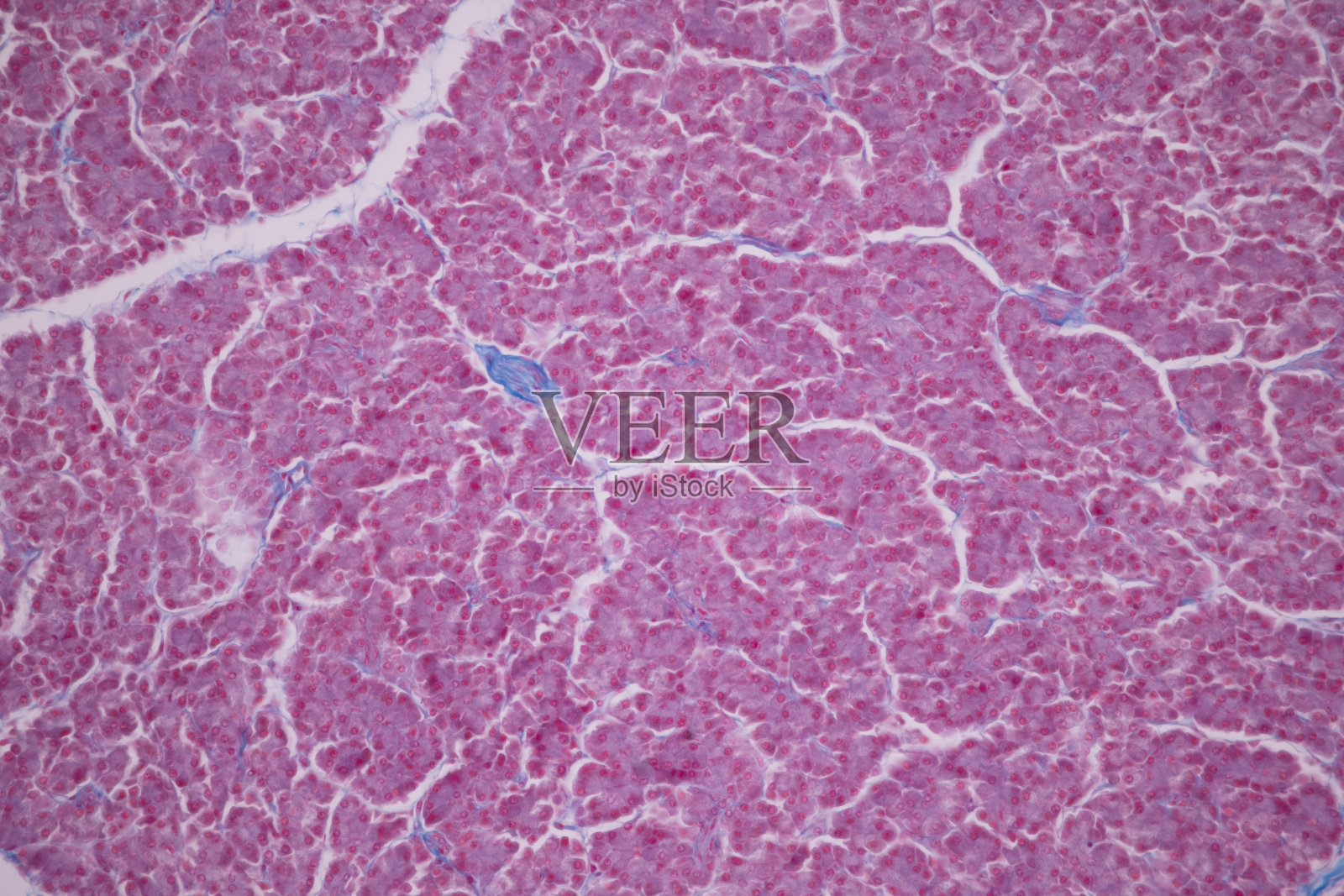 显微镜下胰腺、肝脏、蚓状阑尾、肾脏的组织学观察。照片摄影图片