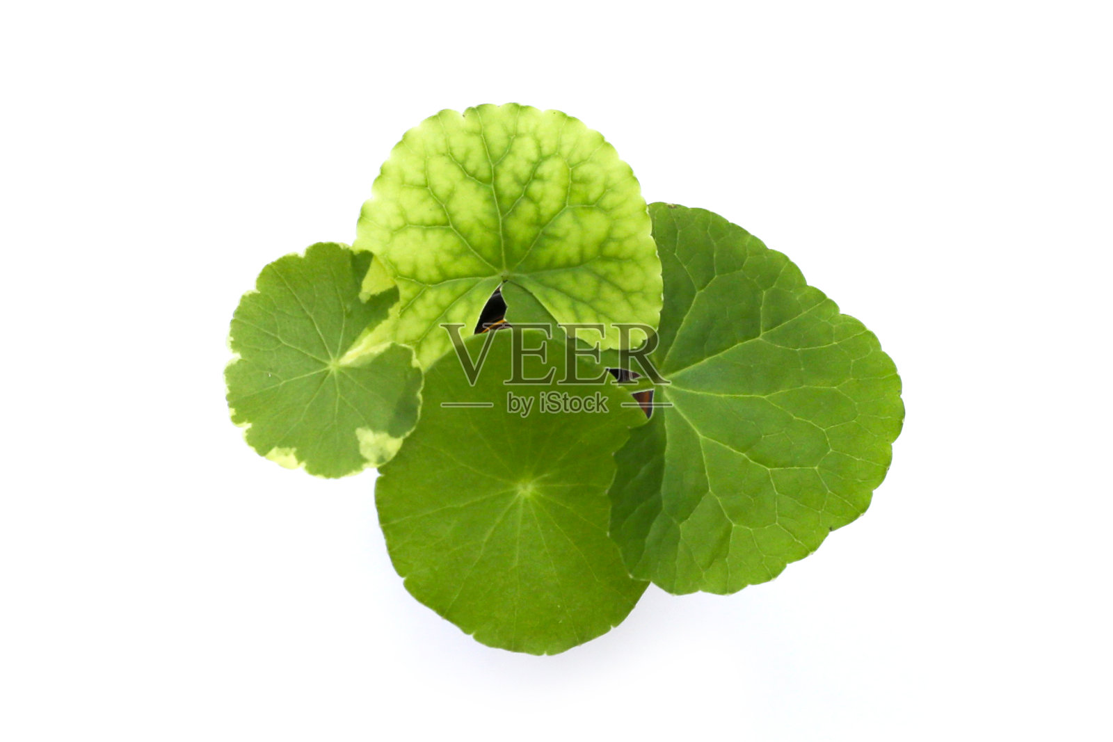 白色背景上的新鲜考拉叶。照片摄影图片