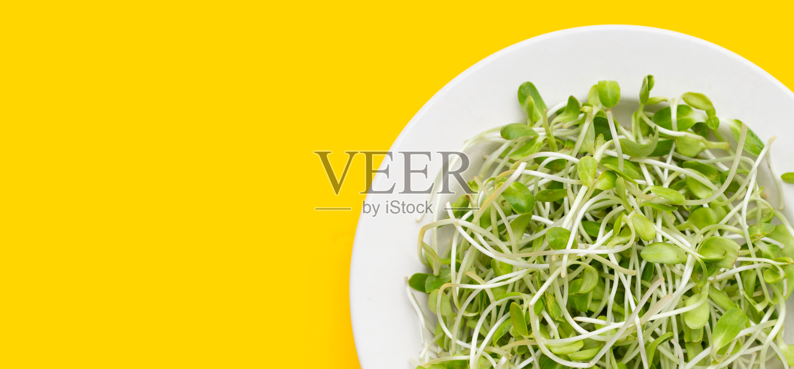 黄色背景上的向日葵芽。照片摄影图片