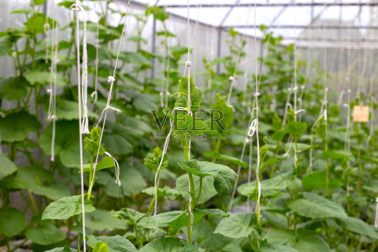 温室里的甜瓜照片摄影图片