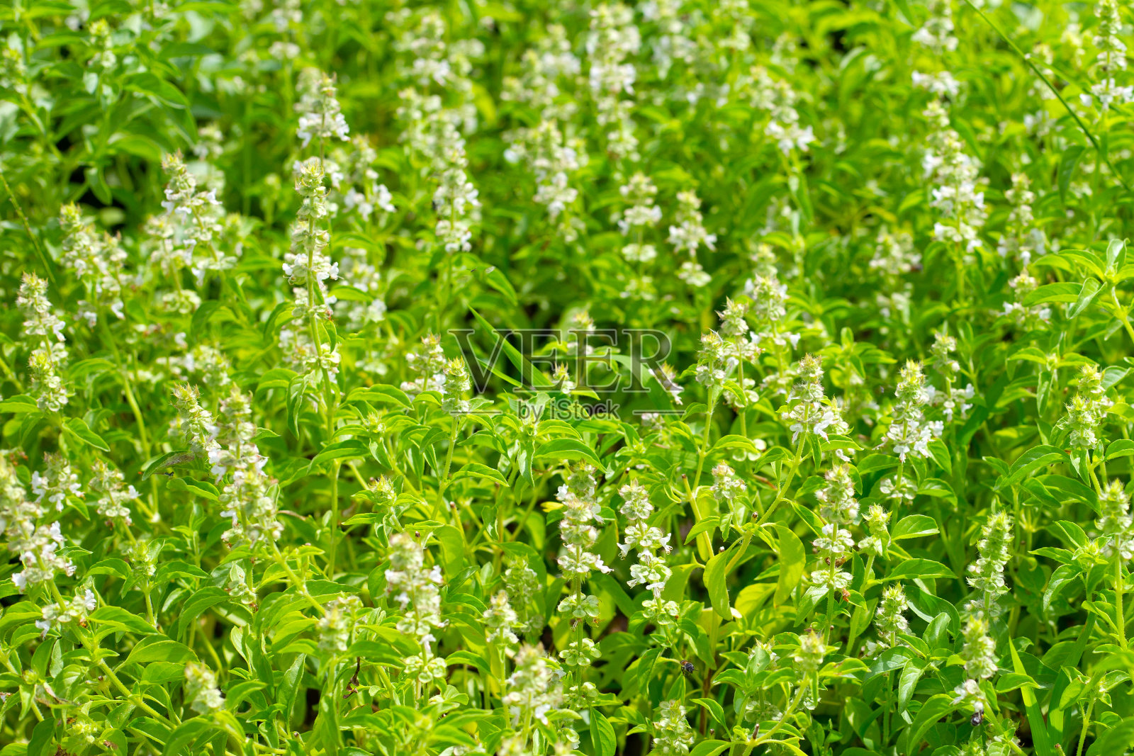 柠檬罗勒，白罗勒，毛罗勒照片摄影图片