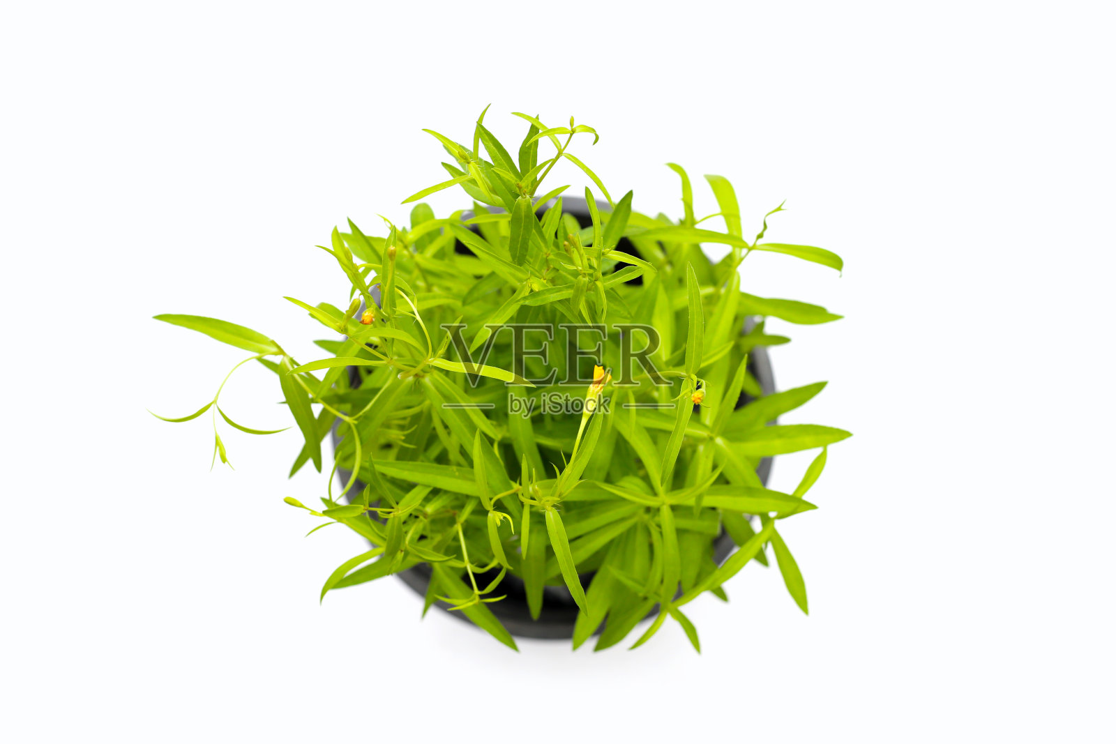 白色背景上的新鲜龙蒿。照片摄影图片