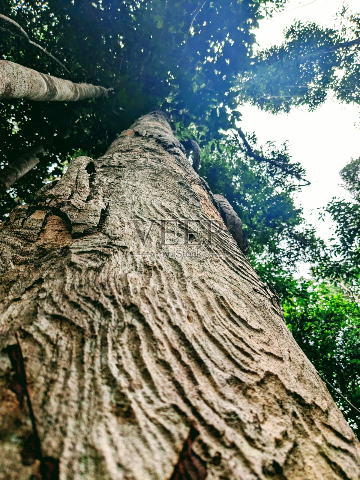 独特的木纹照片摄影图片