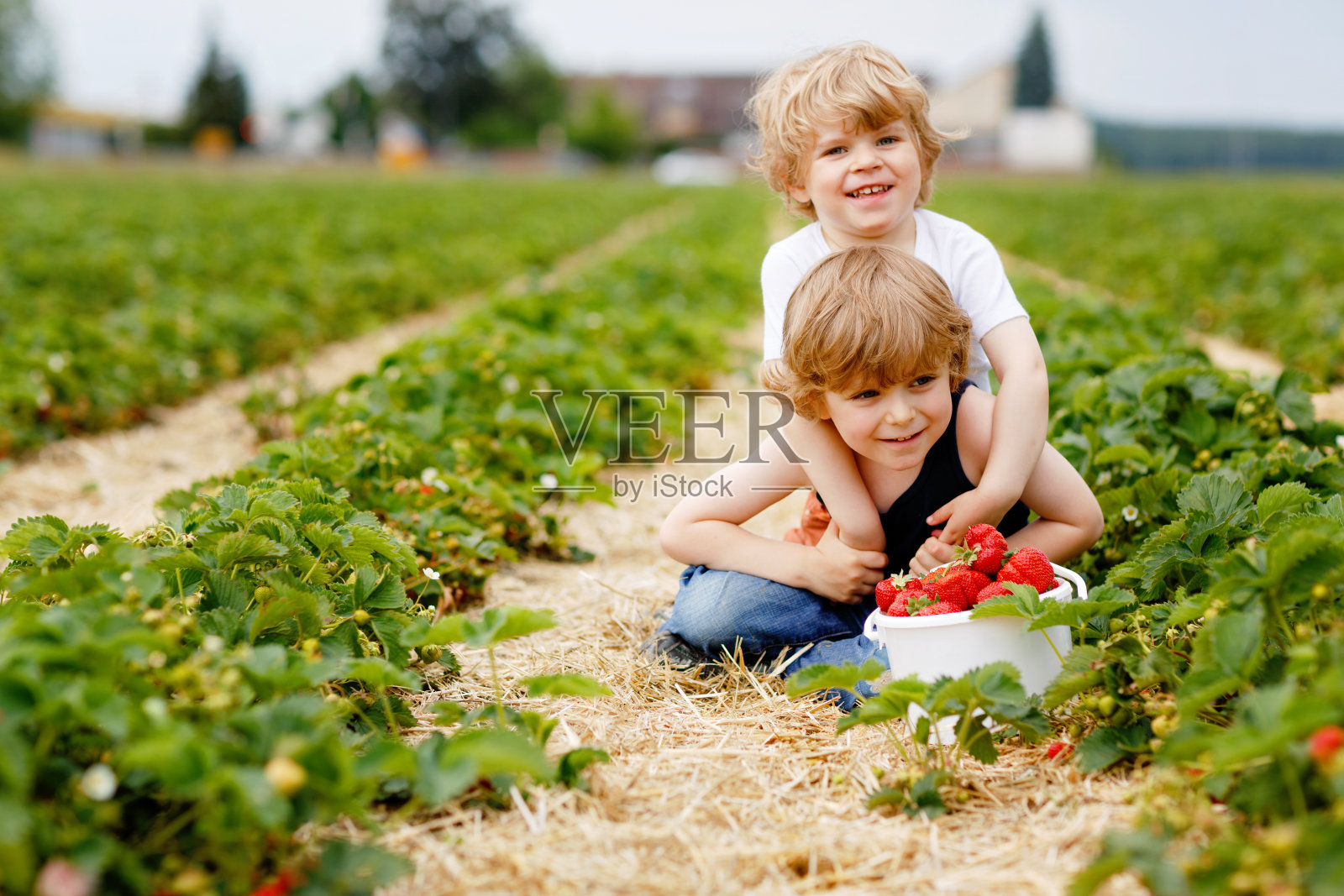 两个学前班的小男孩在夏天的草莓农场玩耍。孩子们，快乐可爱的双胞胎吃着健康的有机食品，新鲜的草莓当零食。孩子们帮忙收割照片摄影图片