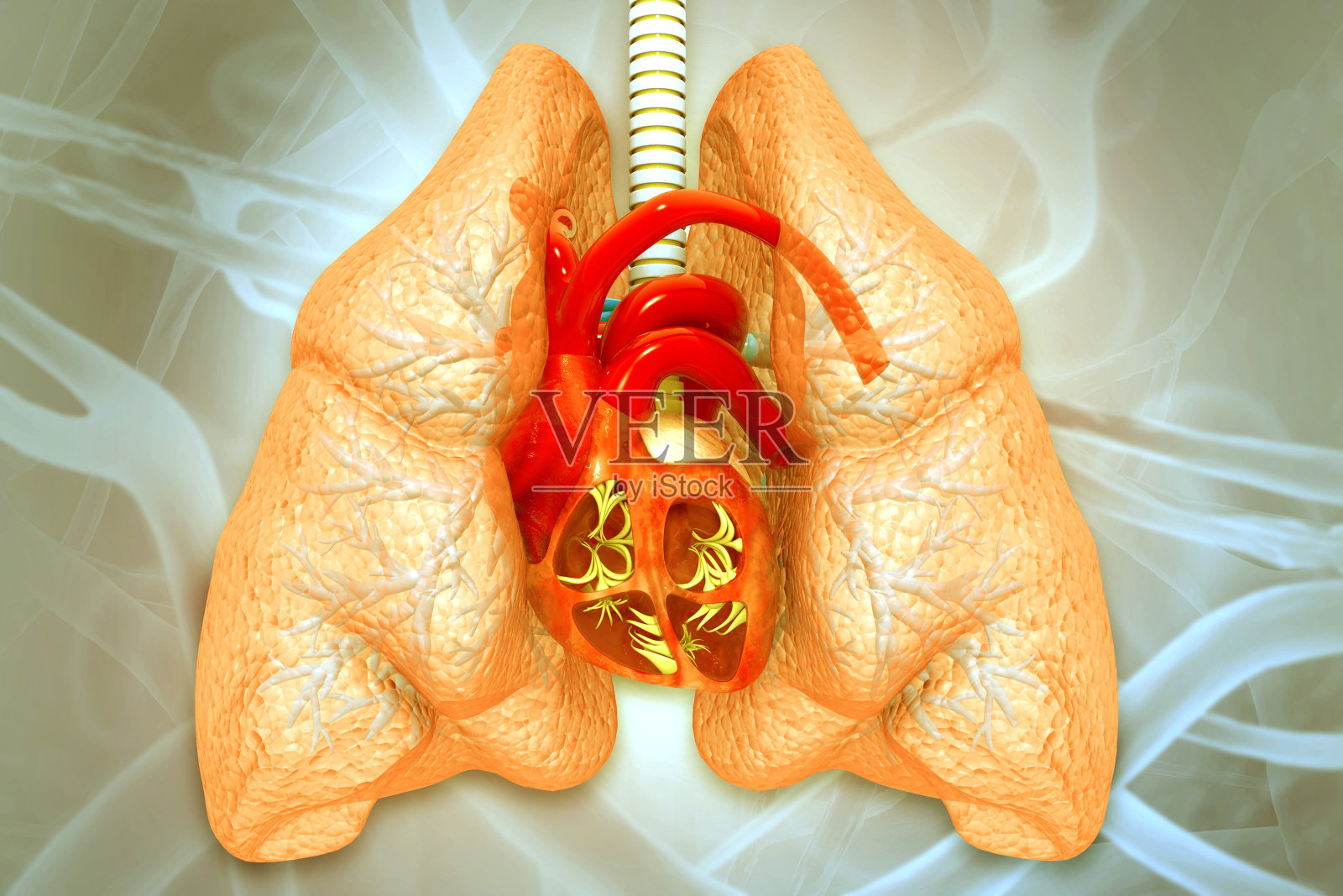 人类心肺解剖的科学背景。三维演示照片摄影图片