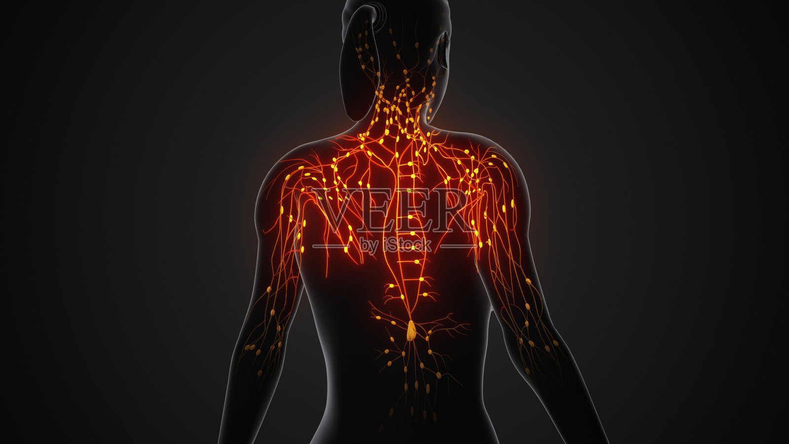 女性淋巴系统的解剖结构照片摄影图片