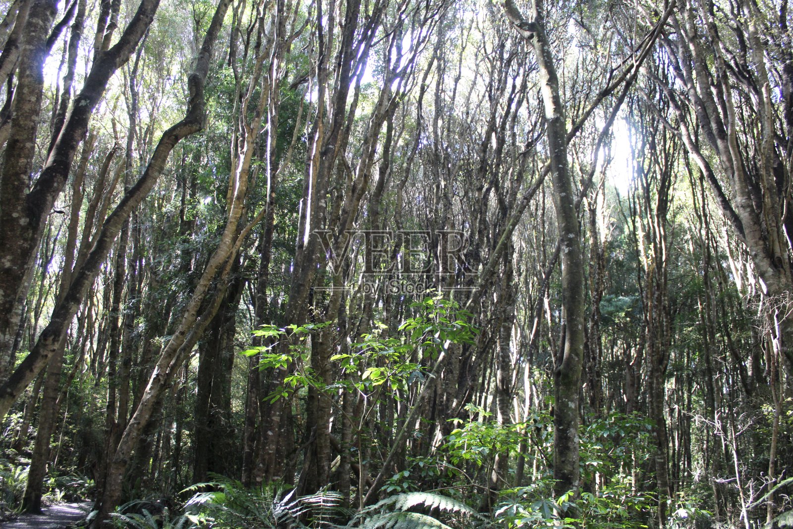 布什向海照片摄影图片