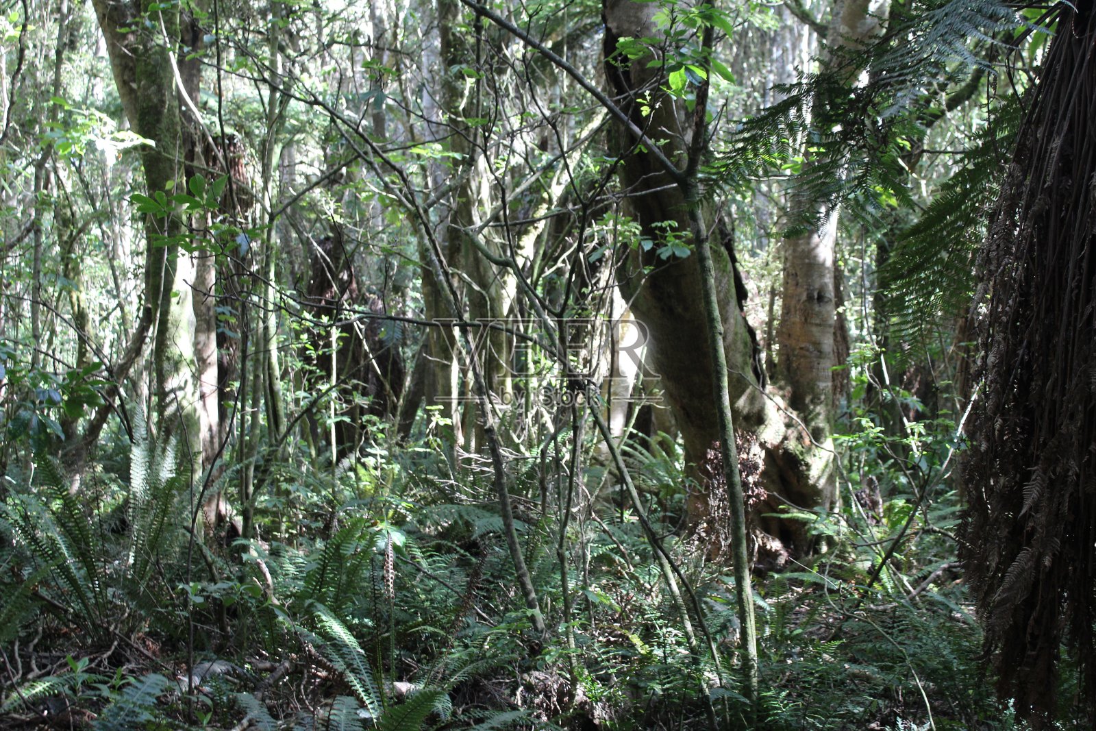 布什向海照片摄影图片