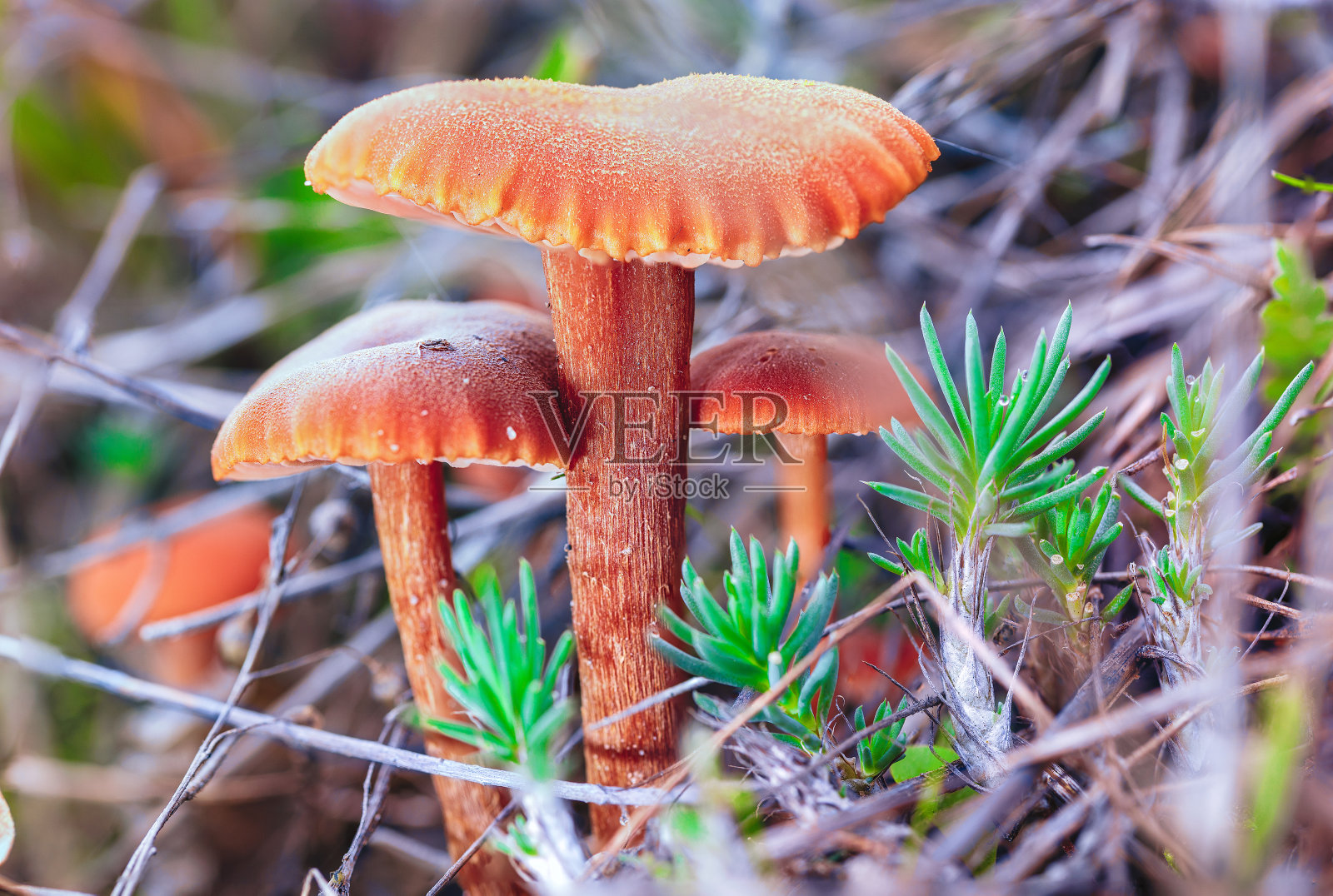 Hygrophores照片摄影图片