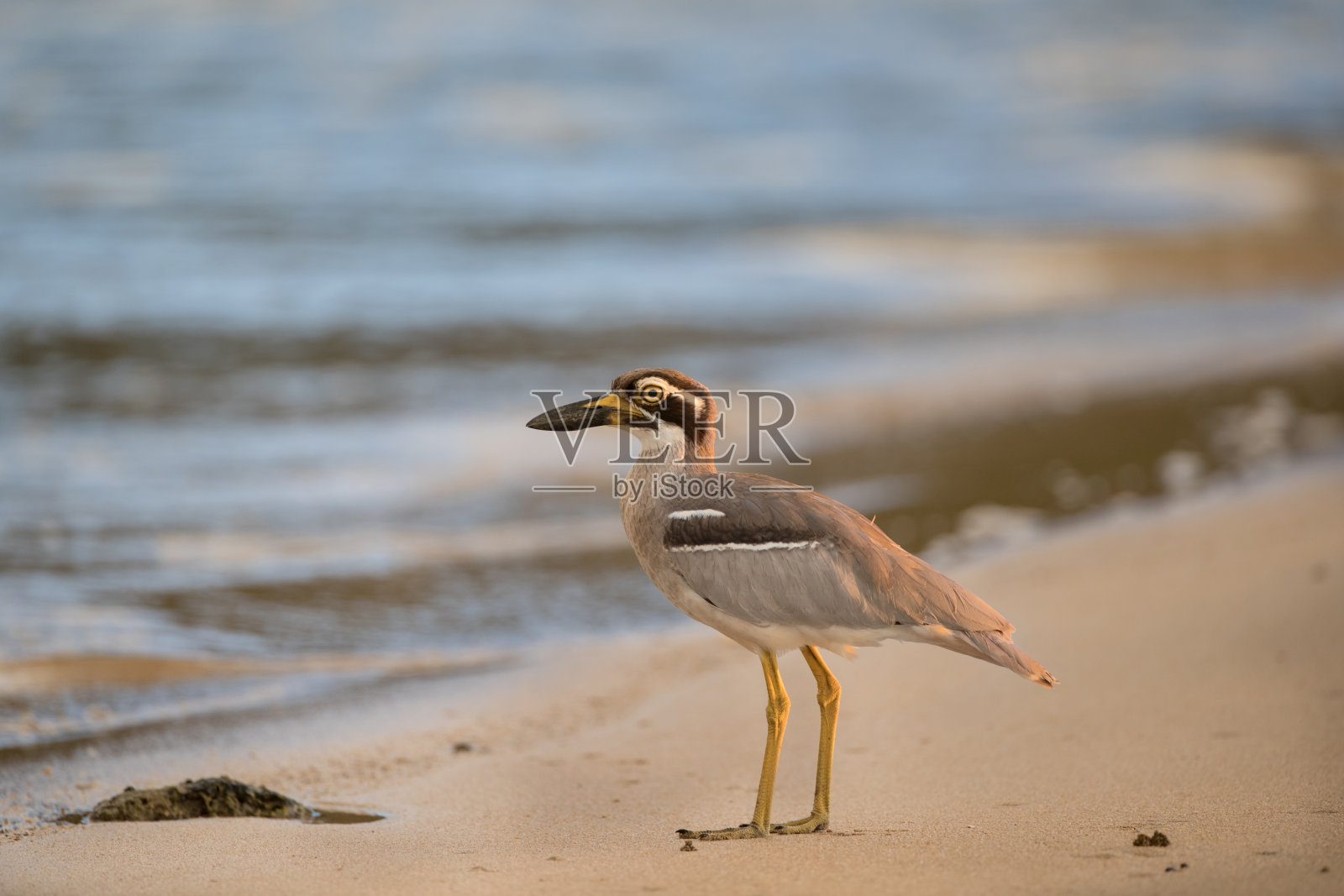 海鸟:成年滩粗膝(Esacus magnirostris)，又称滩石杓鹬。照片摄影图片