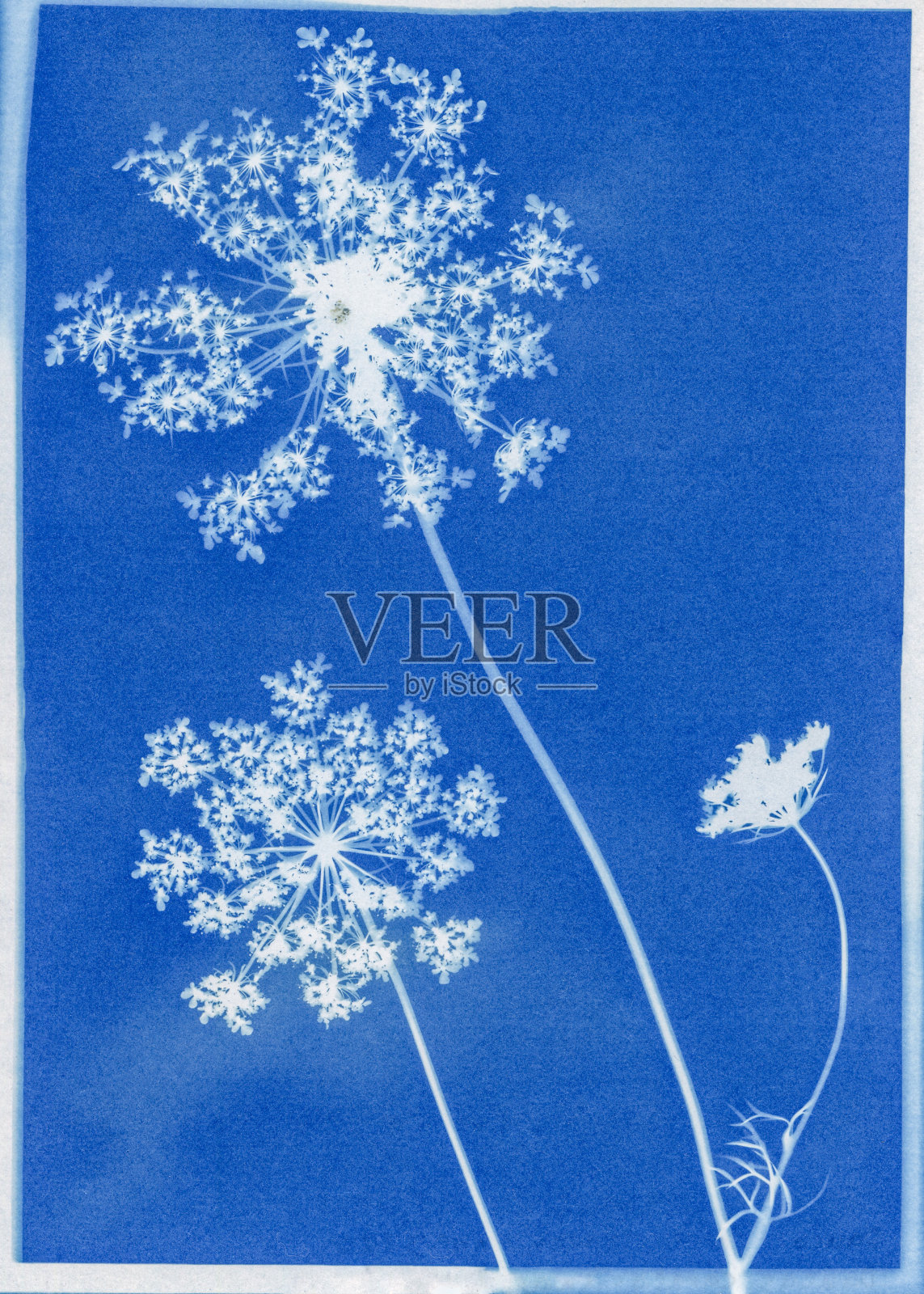 安妮女王花边的青版画，桃卡罗塔照片摄影图片