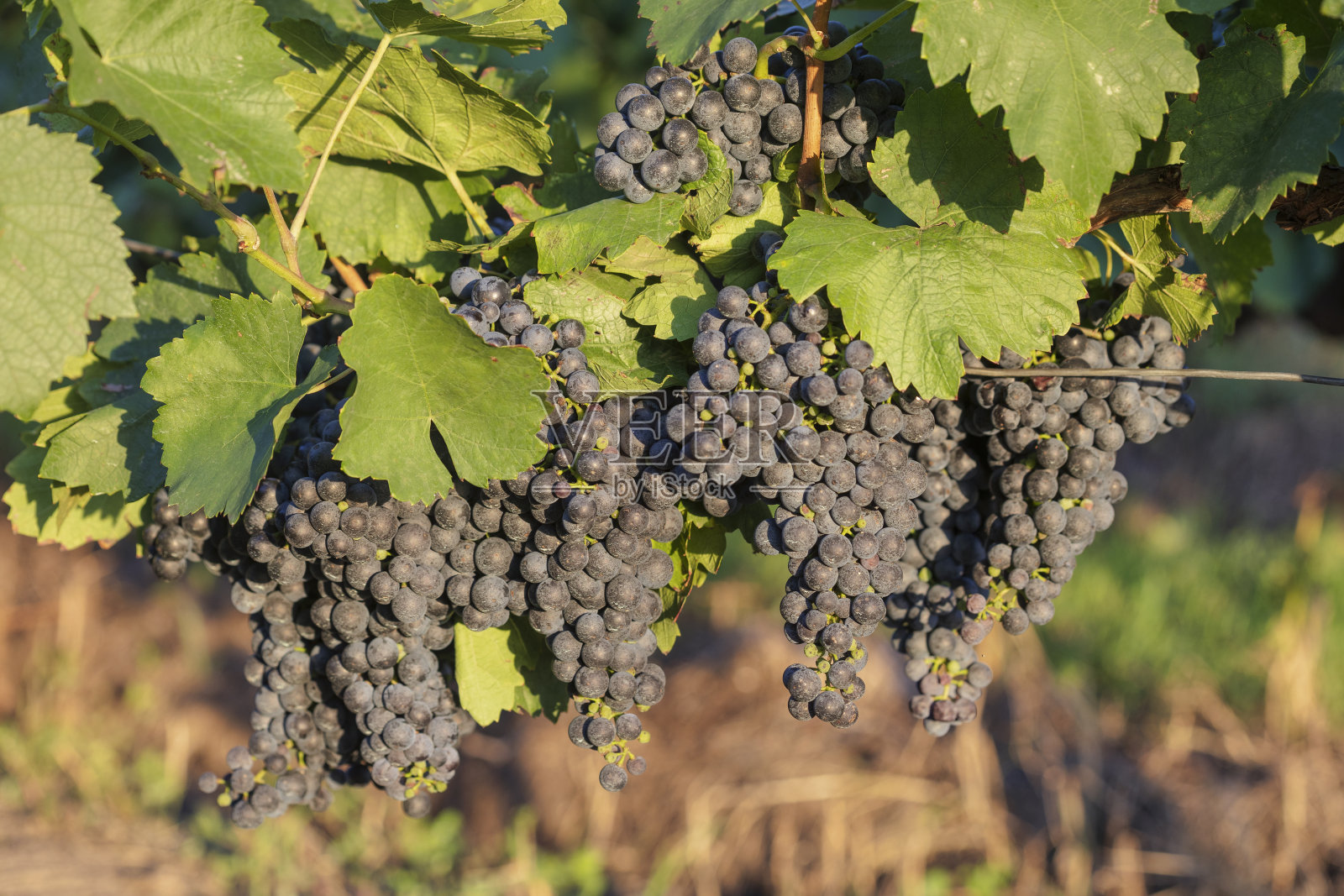 葡萄园照片摄影图片