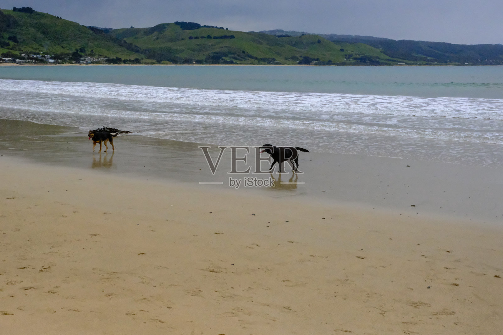 狗狗玩照片摄影图片