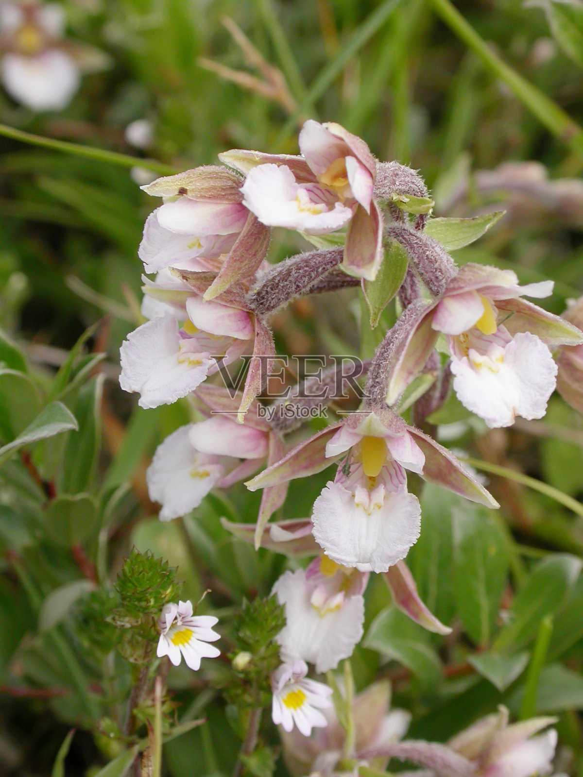 沼生贝母兰照片摄影图片
