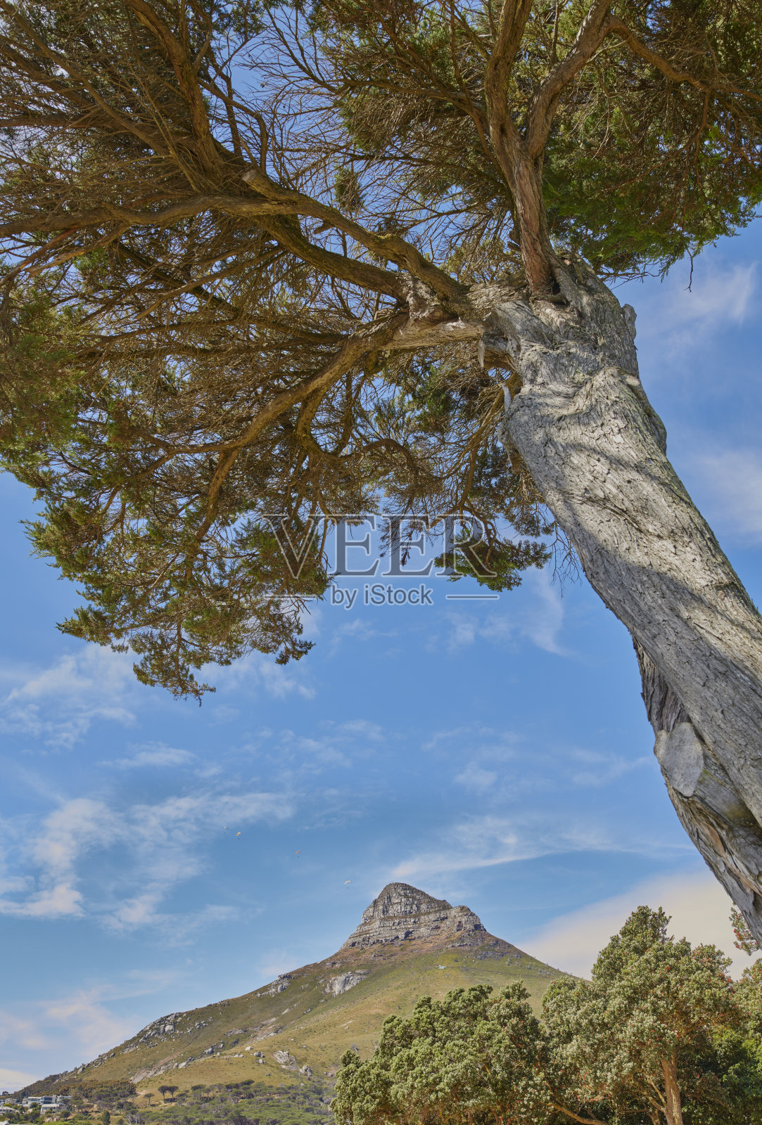 开普敦周围的树木和森林照片摄影图片