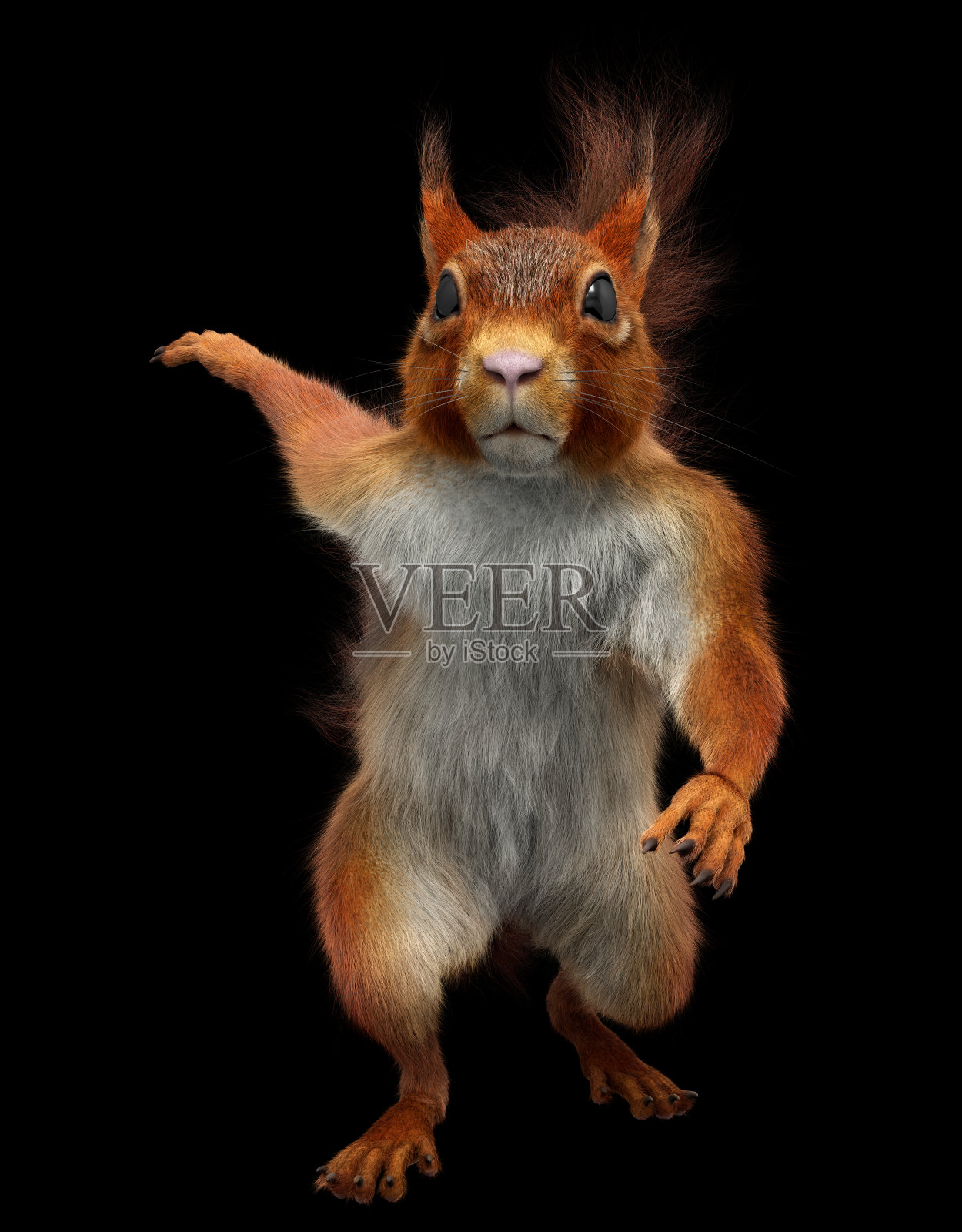 跳舞的红松鼠照片摄影图片