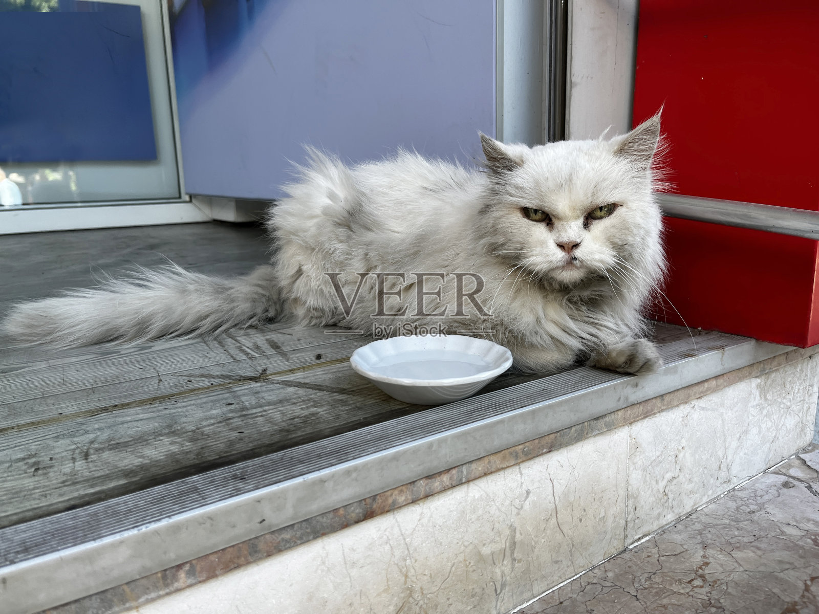 土耳其的流浪猫照片摄影图片